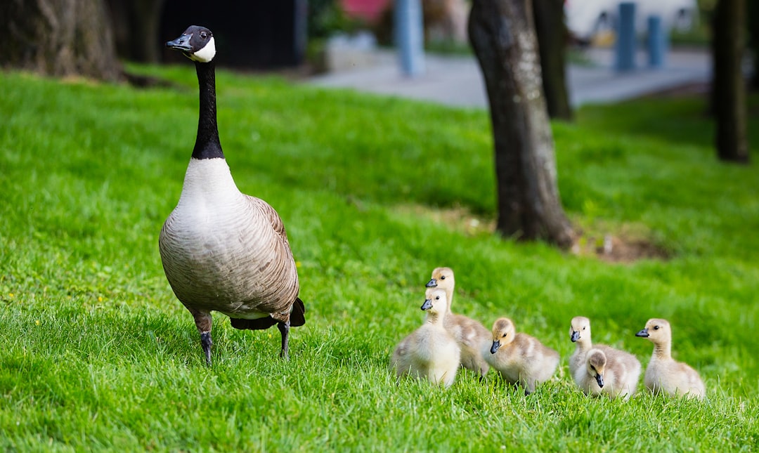 Photo Cute ducklings